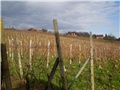 gorice